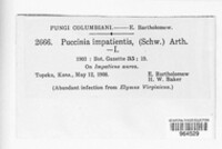 Puccinia impatientis image